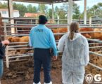 GNR | Operação “Illegal Livestock Farming” – Apreendidos mais de 16 mil animais de criação em mais de 300 fiscalizações