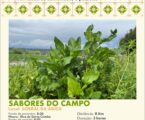 PELOS CAMPOS DE SALÚQUIA “Sabores do Campo” é a próxima atividade