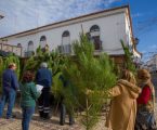 Moura: Pinheiros de Natal no comércio local