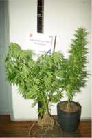 Planta de Cannabis apreendida