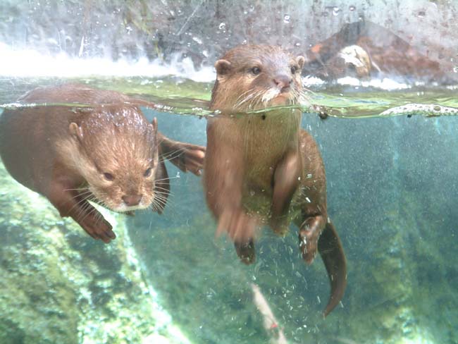 Fluviário de Mora 